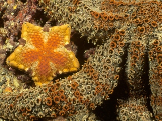 Обои Octopus In Ocean 320x240