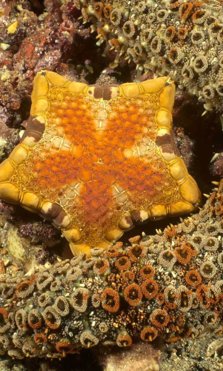 Sfondi Octopus In Ocean 768x1280