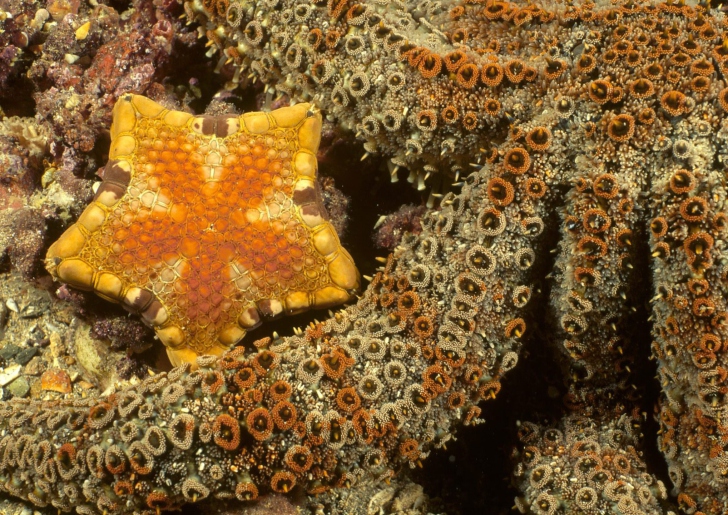 Das Octopus In Ocean Wallpaper