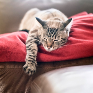 Kostenloses Cat Sleeping On Red Plaid Wallpaper für iPad 2