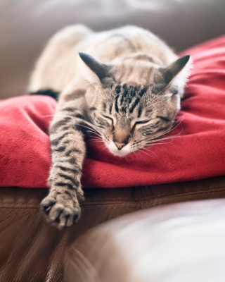Cat Sleeping On Red Plaid - Obrázkek zdarma pro Nokia Asha 309