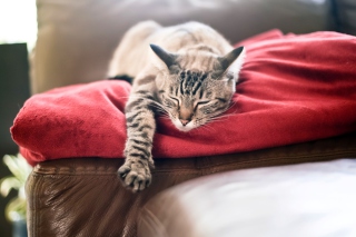 Cat Sleeping On Red Plaid - Obrázkek zdarma 