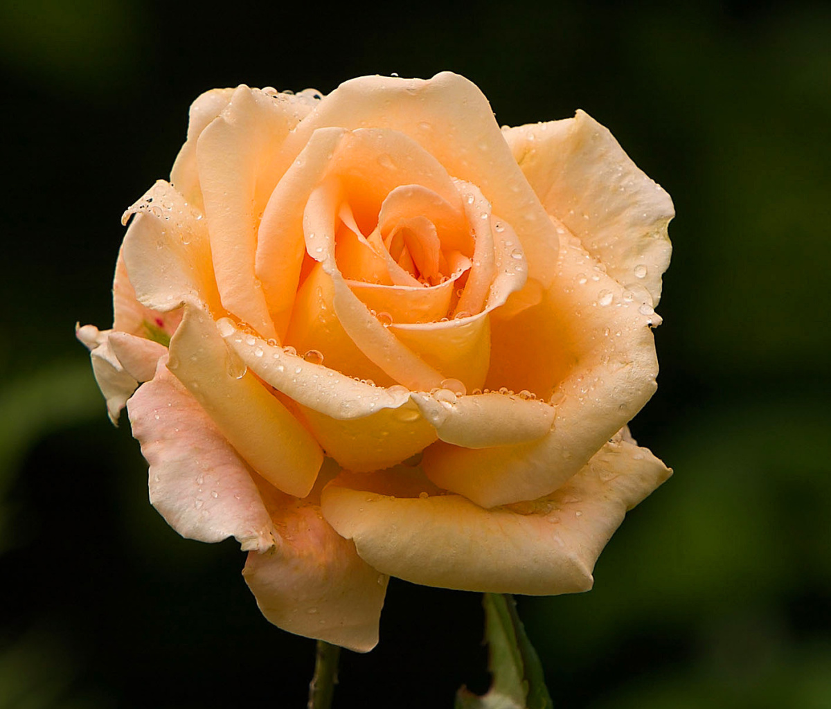 Sfondi Close Up Macro Rose Photo 1200x1024