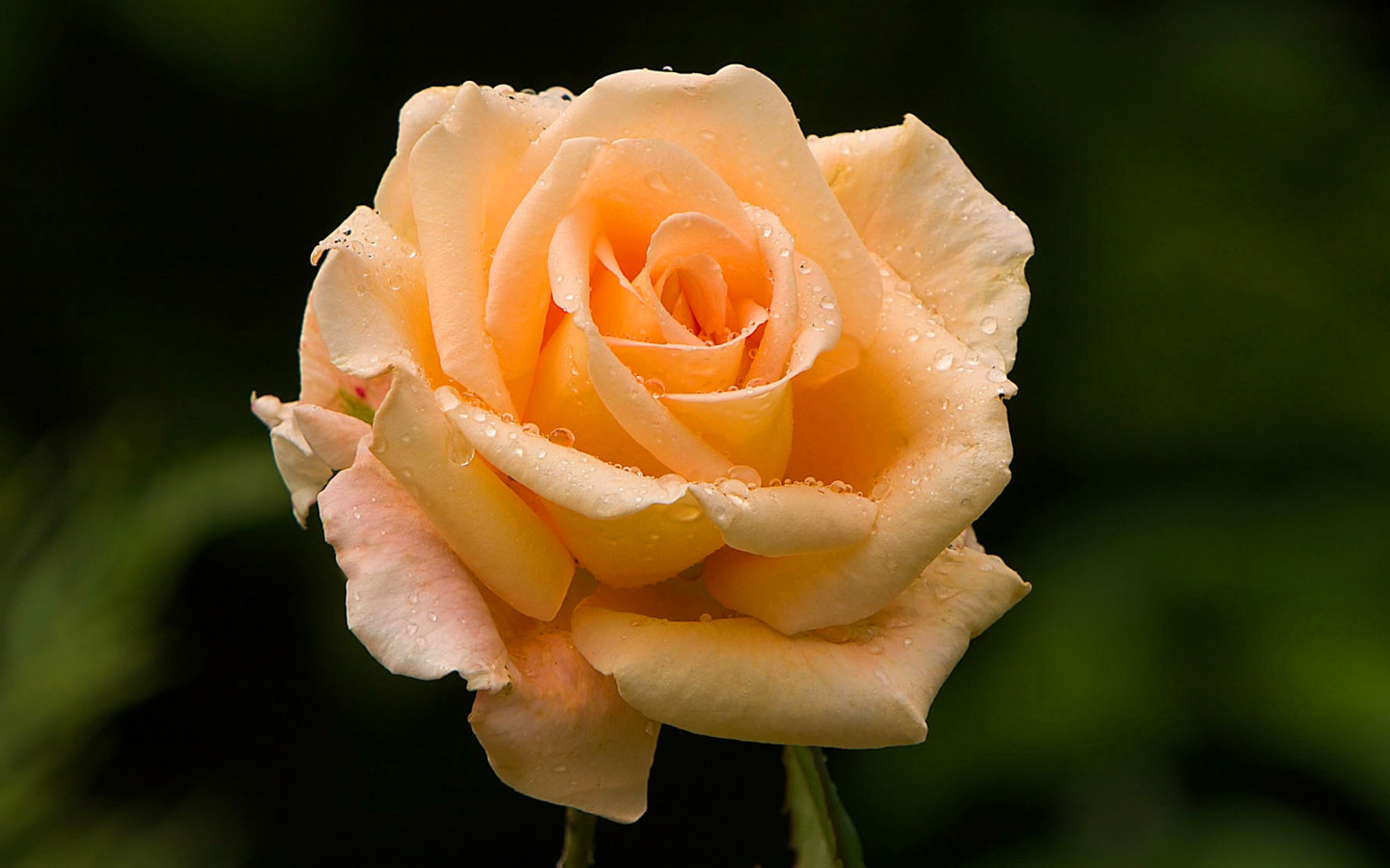 Fondo de pantalla Close Up Macro Rose Photo 1440x900