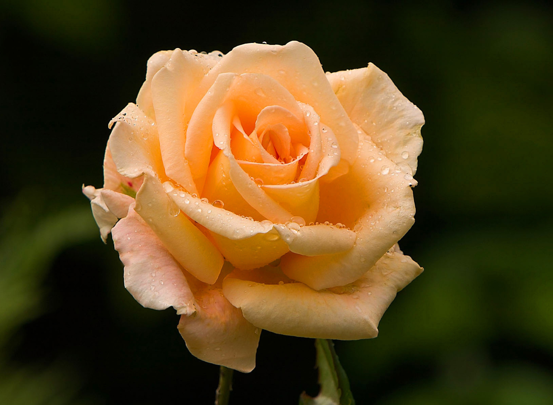 Sfondi Close Up Macro Rose Photo 1920x1408