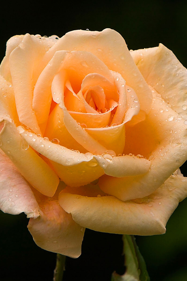 Das Close Up Macro Rose Photo Wallpaper 640x960