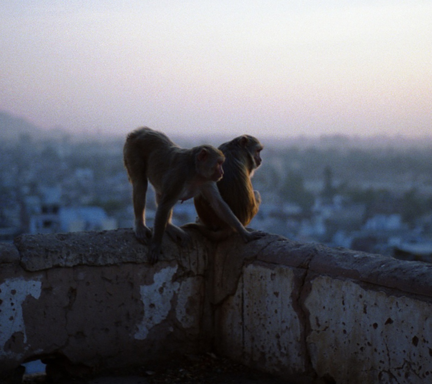 Обои Monkeys 1440x1280
