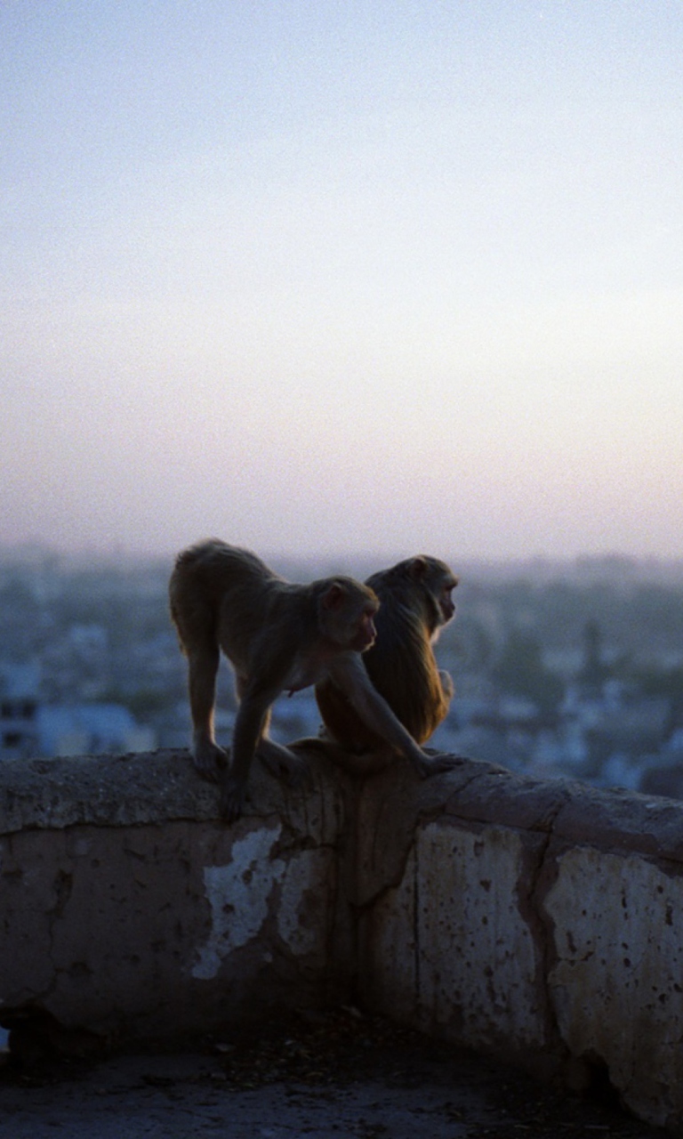 Monkeys wallpaper 768x1280