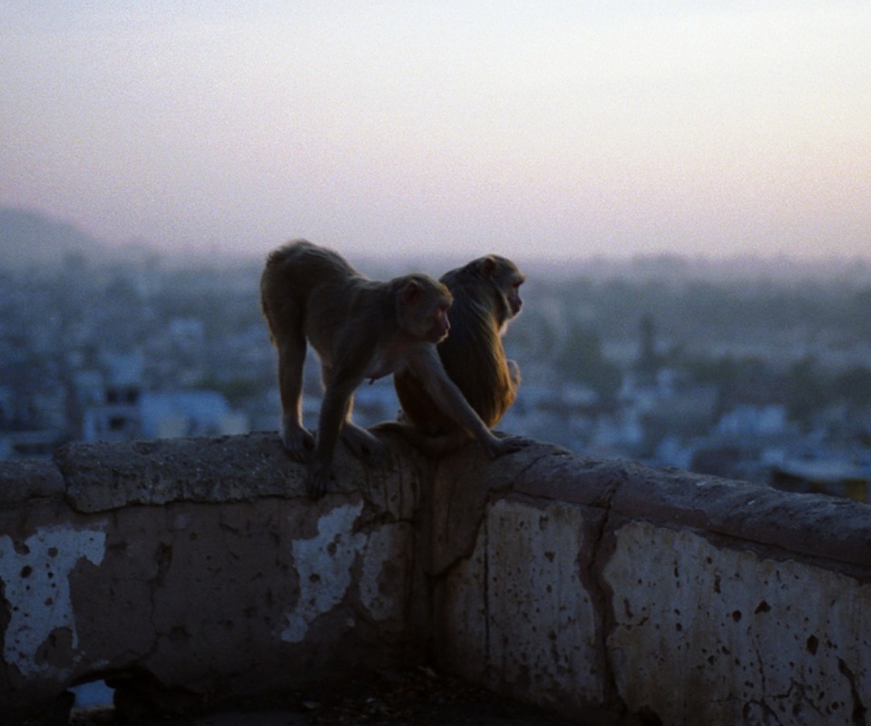 Monkeys screenshot #1 960x800