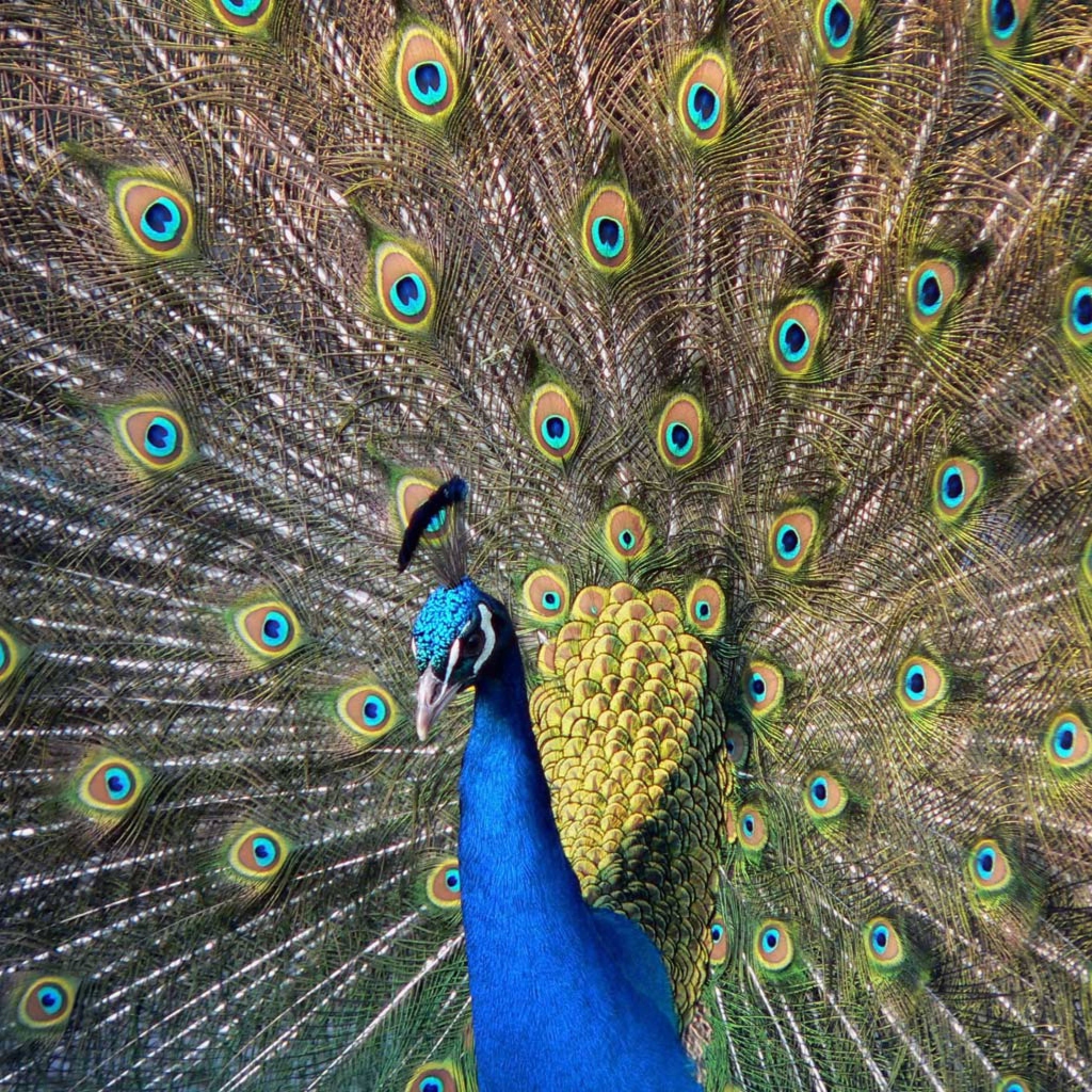 Обои Beautiful Peacock 1024x1024