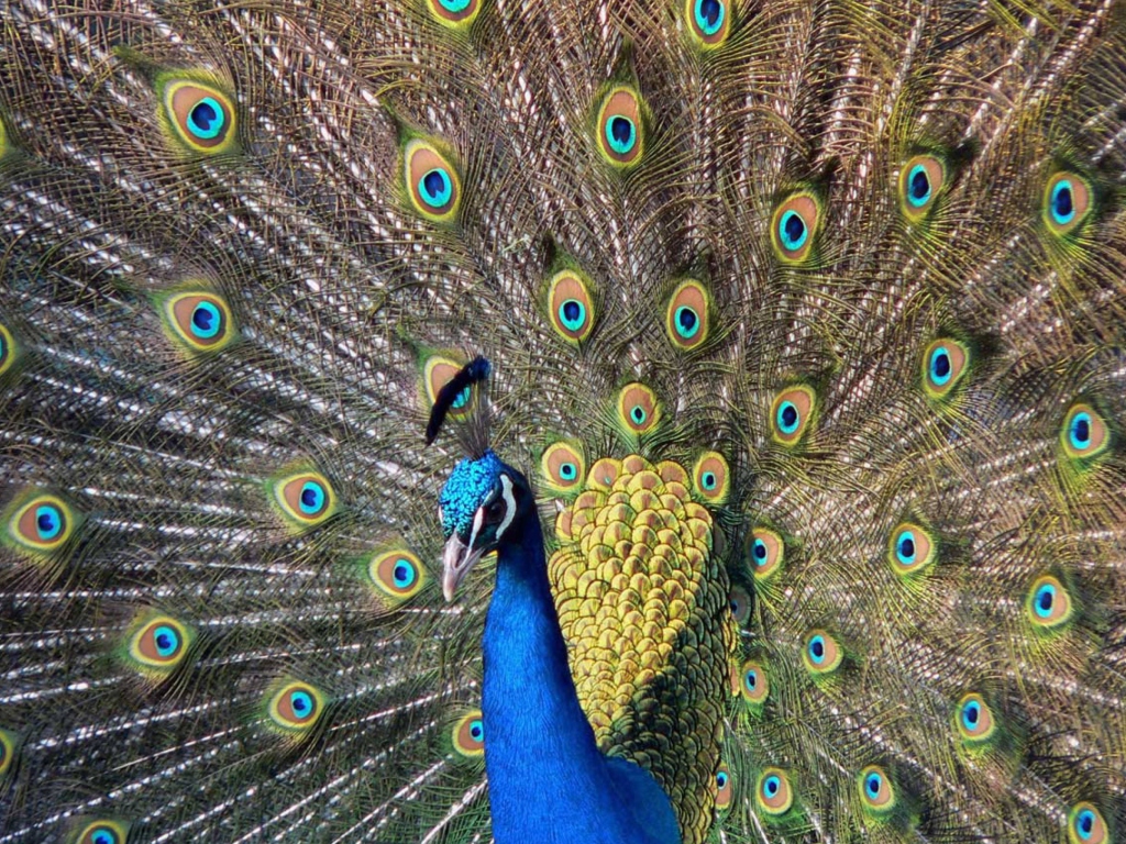 Обои Beautiful Peacock 1024x768