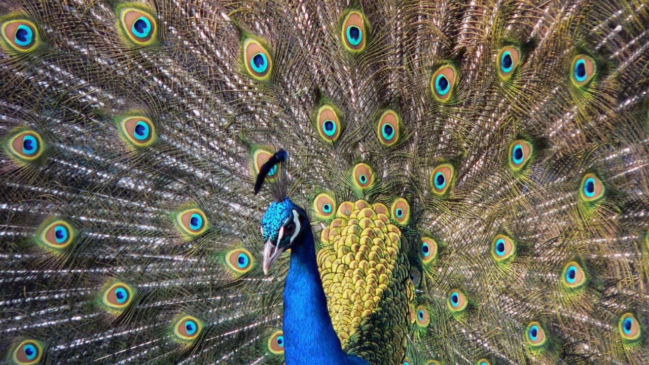 Обои Beautiful Peacock 1280x720