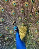 Beautiful Peacock screenshot #1 128x160