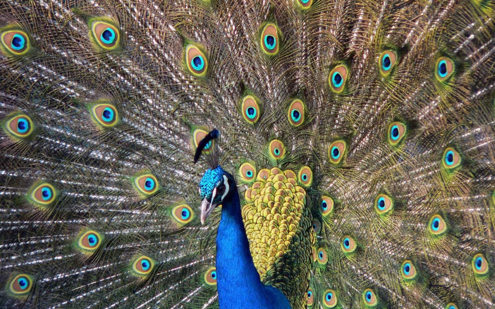 Обои Beautiful Peacock 1680x1050