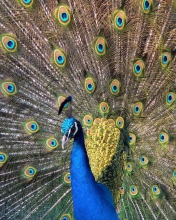 Fondo de pantalla Beautiful Peacock 176x220