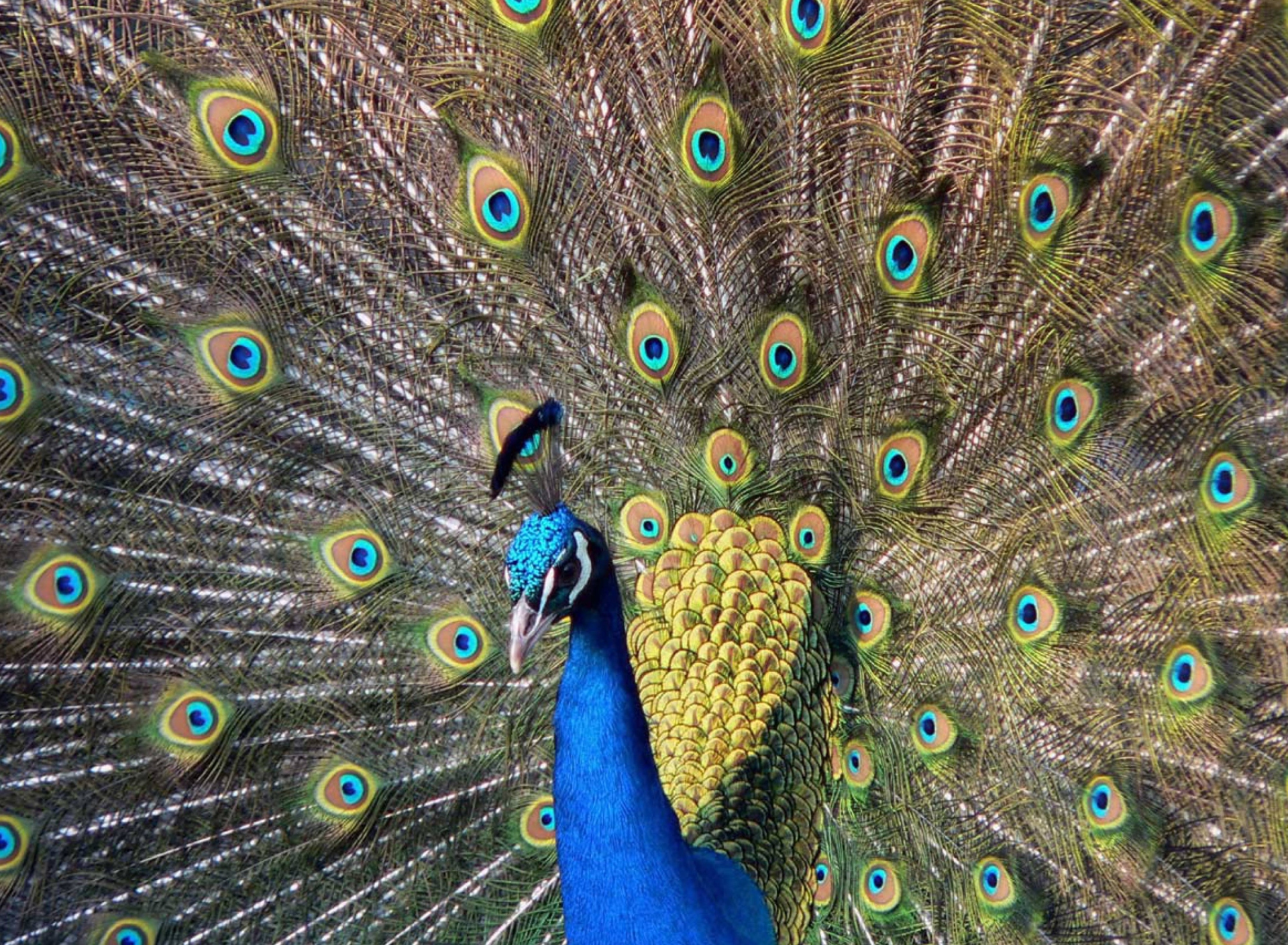 Fondo de pantalla Beautiful Peacock 1920x1408