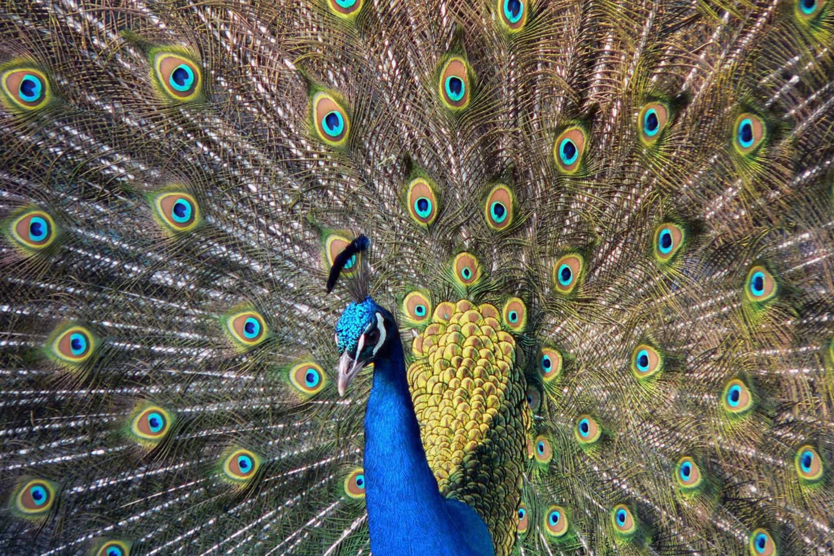 Fondo de pantalla Beautiful Peacock 2880x1920