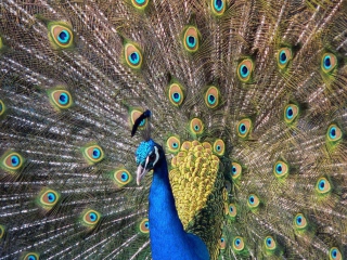 Sfondi Beautiful Peacock 320x240