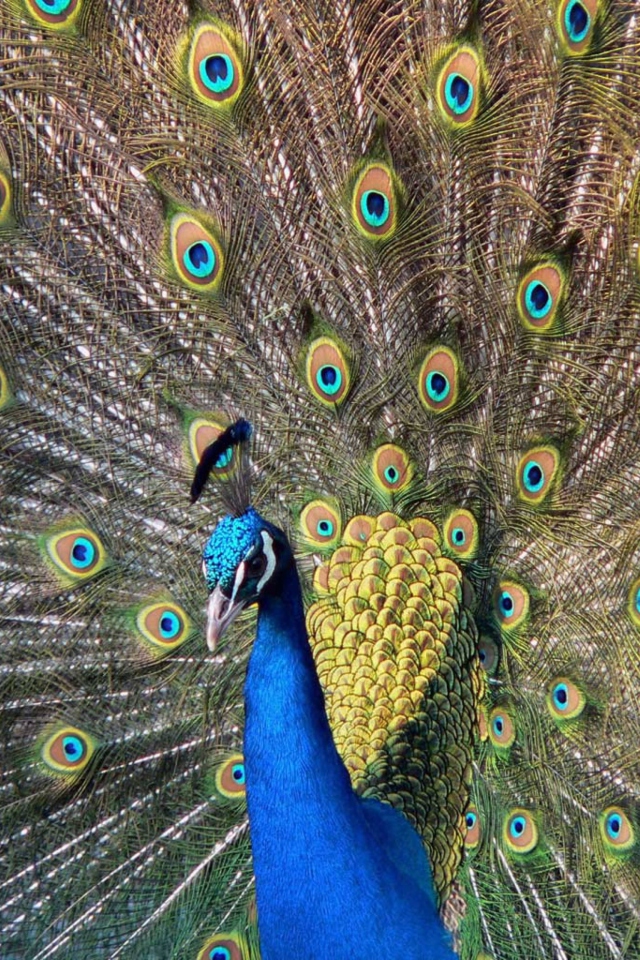Обои Beautiful Peacock 640x960