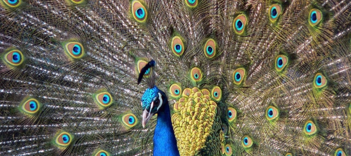 Beautiful Peacock wallpaper 720x320