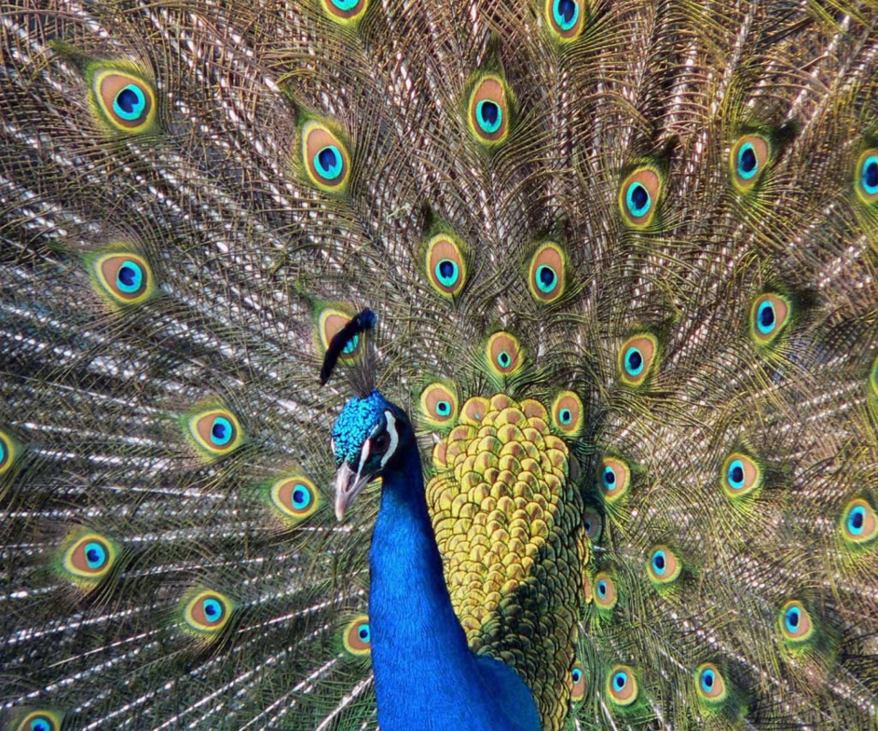 Fondo de pantalla Beautiful Peacock 960x800