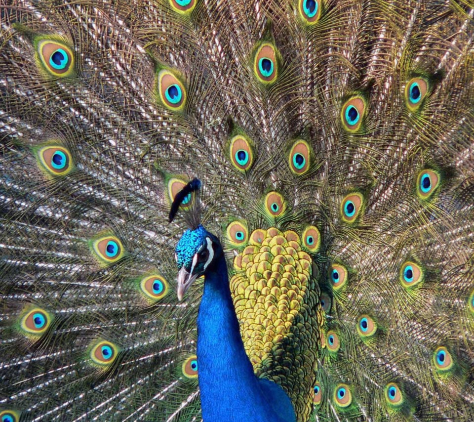 Обои Beautiful Peacock 960x854