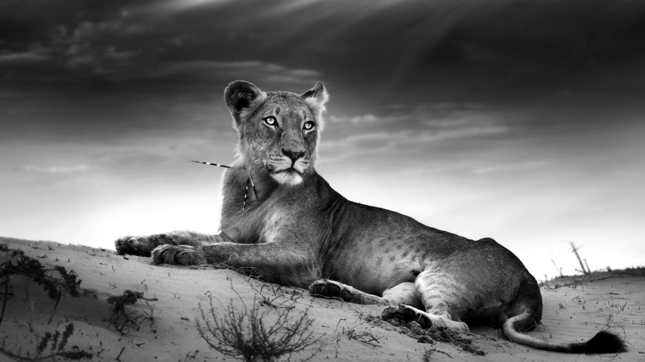 Lioness wallpaper 1280x720