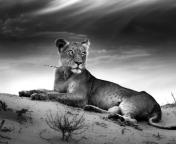 Sfondi Lioness 176x144
