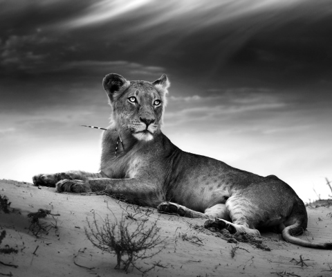Fondo de pantalla Lioness 480x400