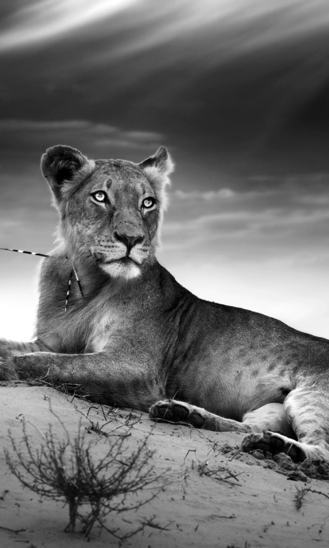 Das Lioness Wallpaper 480x800