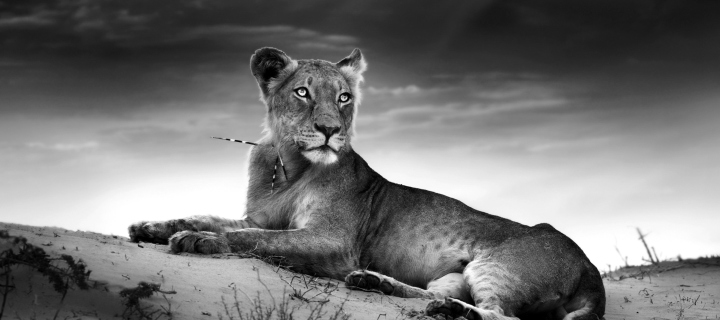 Das Lioness Wallpaper 720x320