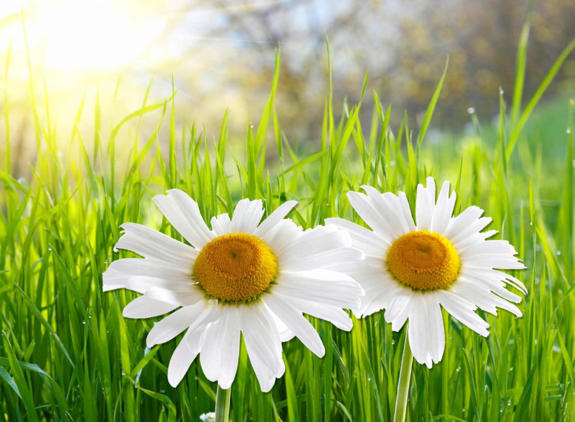 Fondo de pantalla Daisies 1920x1408