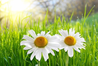Daisies Picture for Android, iPhone and iPad