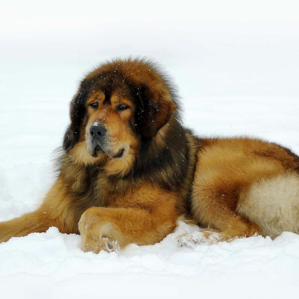 Dog Tibetan Mastiff wallpaper 1024x1024