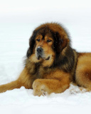 Обои Dog Tibetan Mastiff 128x160