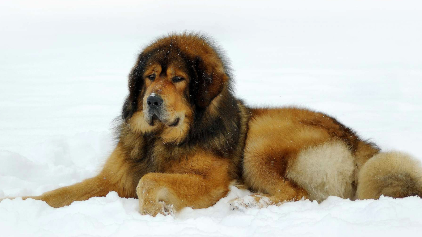 Screenshot №1 pro téma Dog Tibetan Mastiff 1366x768
