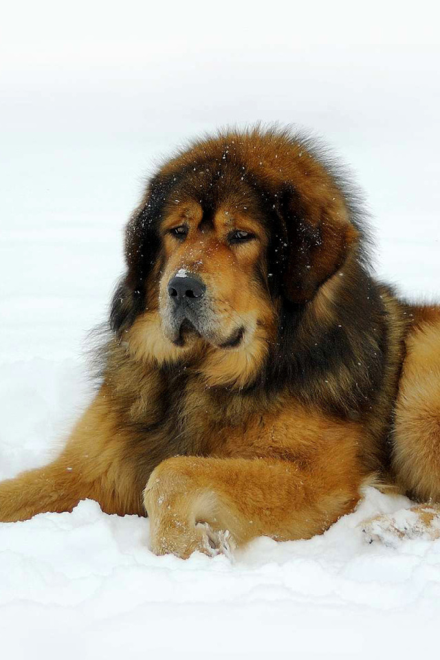 Das Dog Tibetan Mastiff Wallpaper 640x960