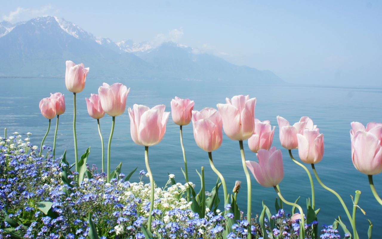 Sfondi Soft Pink Tulips In Front Of Lake 1280x800