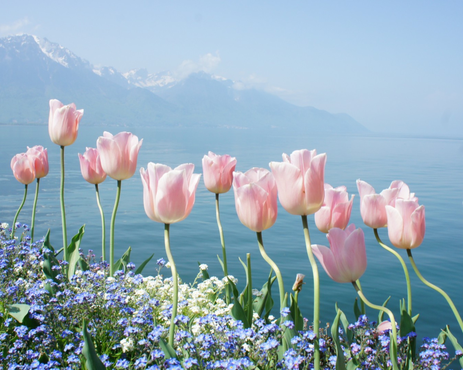 Screenshot №1 pro téma Soft Pink Tulips In Front Of Lake 1600x1280