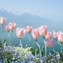 Soft Pink Tulips In Front Of Lake screenshot #1 208x208