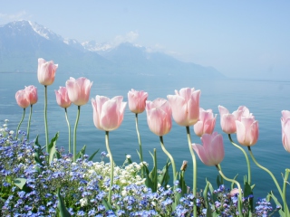 Sfondi Soft Pink Tulips In Front Of Lake 320x240