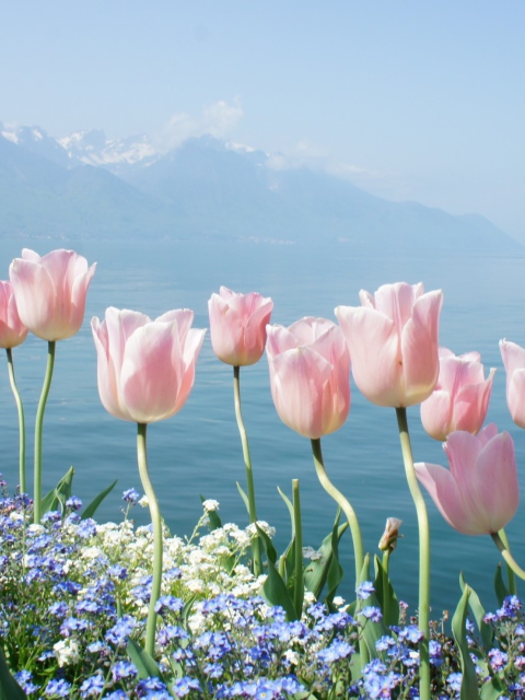 Soft Pink Tulips In Front Of Lake screenshot #1 480x640