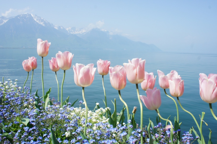 Sfondi Soft Pink Tulips In Front Of Lake