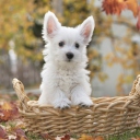 Fondo de pantalla Cute Doggy In Basket 128x128