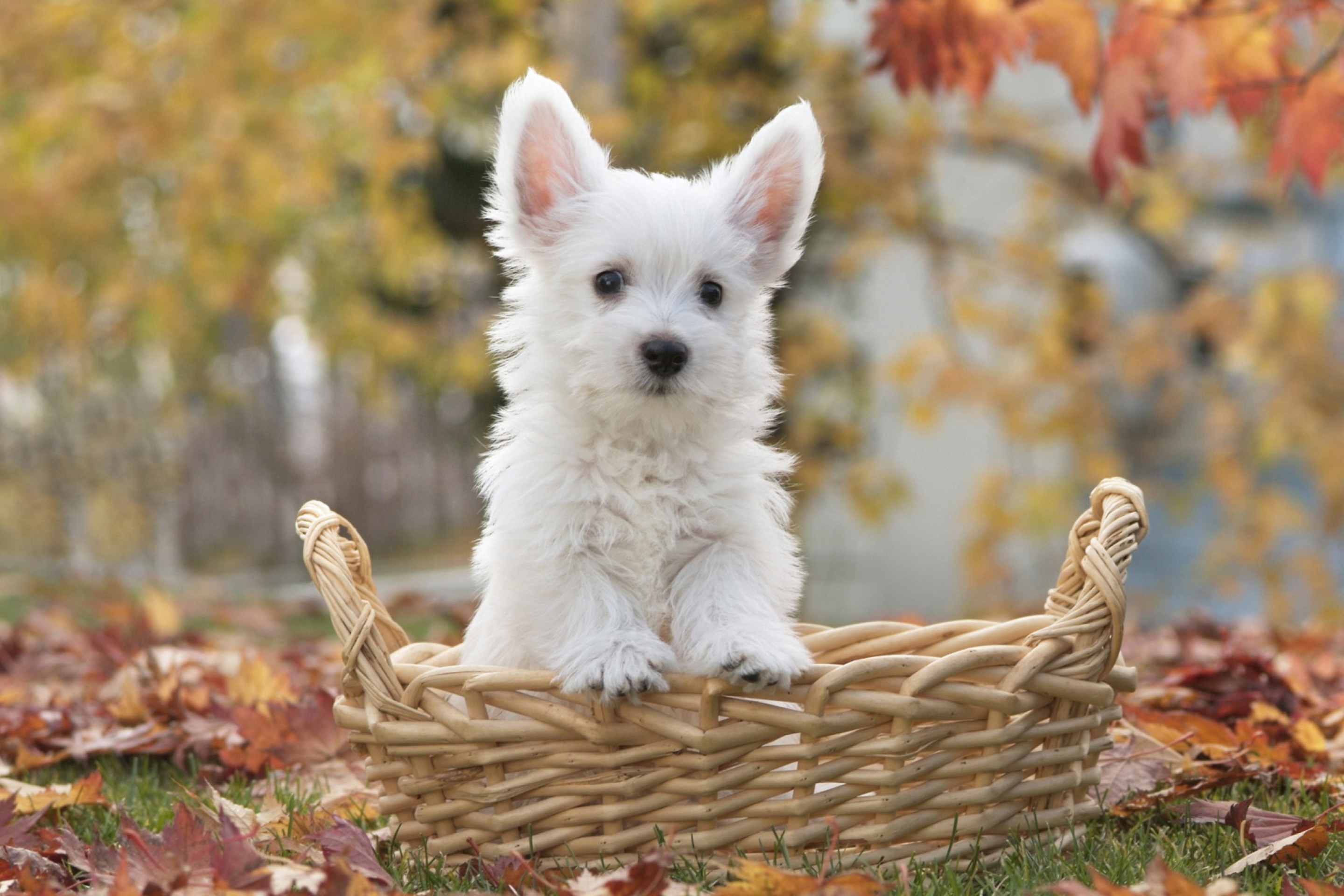 Das Cute Doggy In Basket Wallpaper 2880x1920
