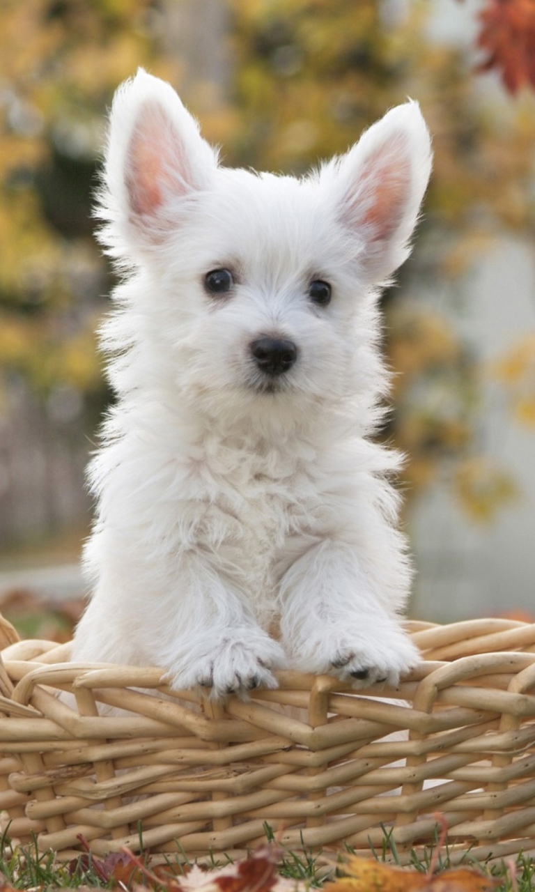 Обои Cute Doggy In Basket 768x1280