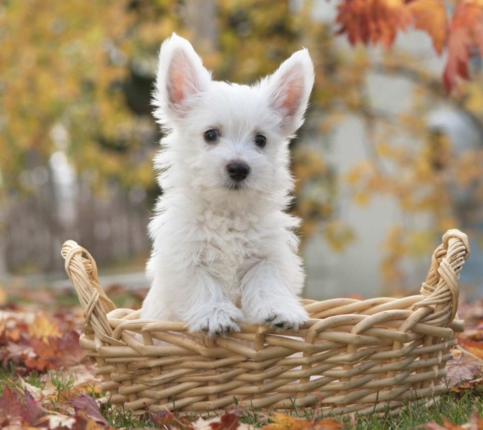 Обои Cute Doggy In Basket 960x854