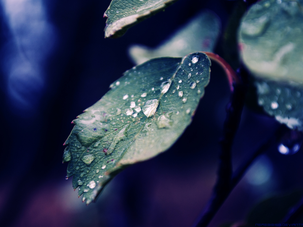Screenshot №1 pro téma Rain Drops On Leaves 1024x768