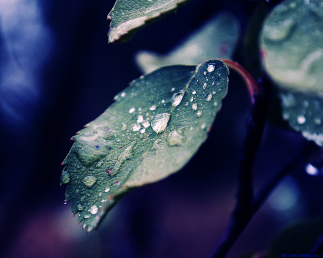 Screenshot №1 pro téma Rain Drops On Leaves 1280x1024