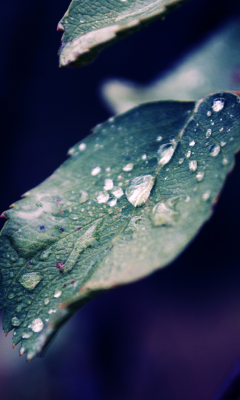 Screenshot №1 pro téma Rain Drops On Leaves 480x800